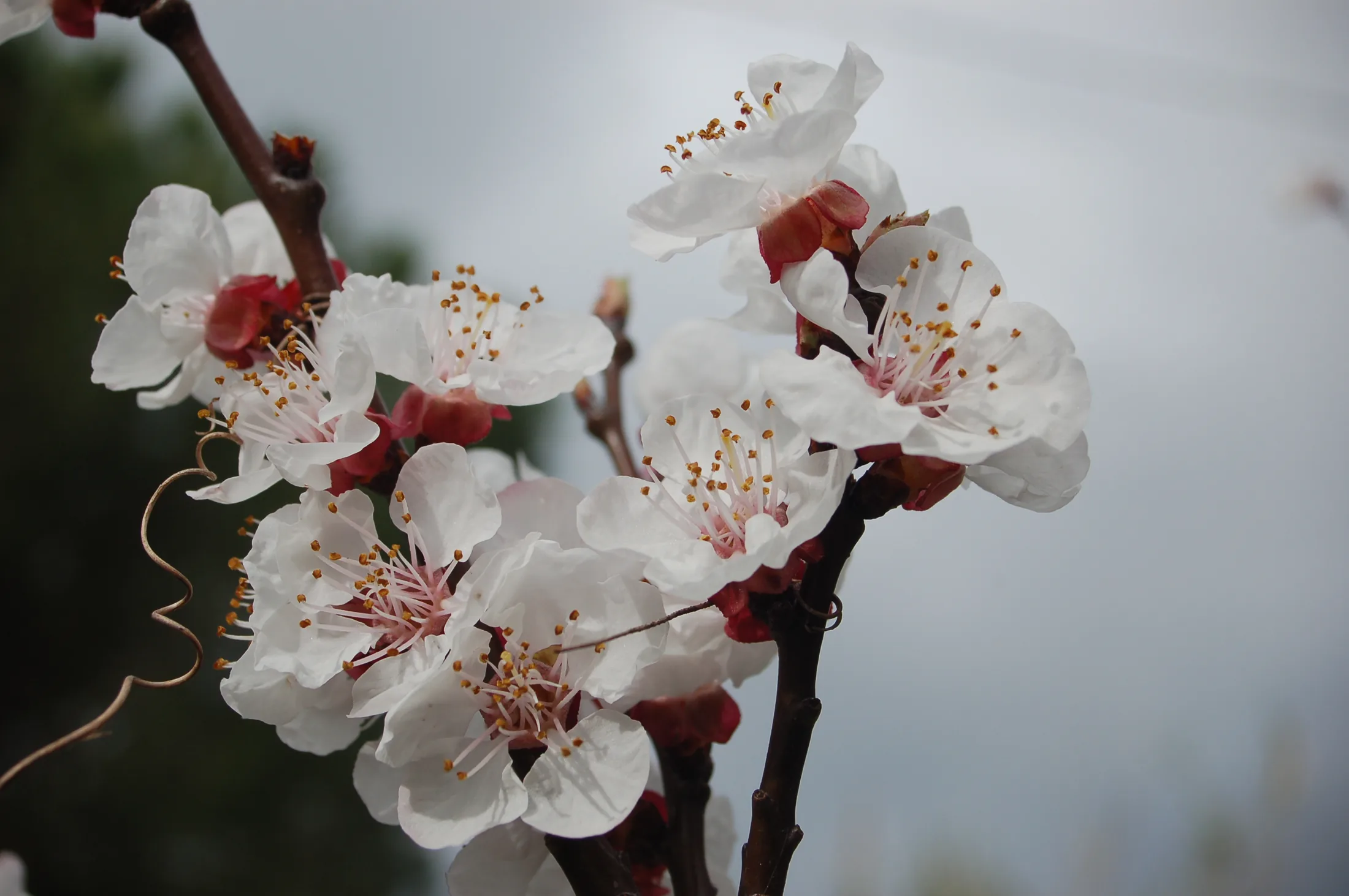 Flowers 7
